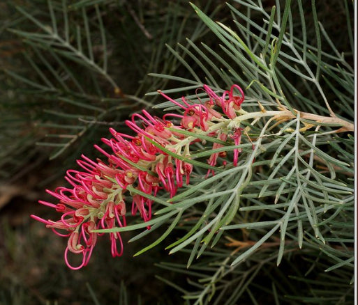 Grevillea Lollypops