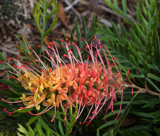 Grevillea Loopy Lou