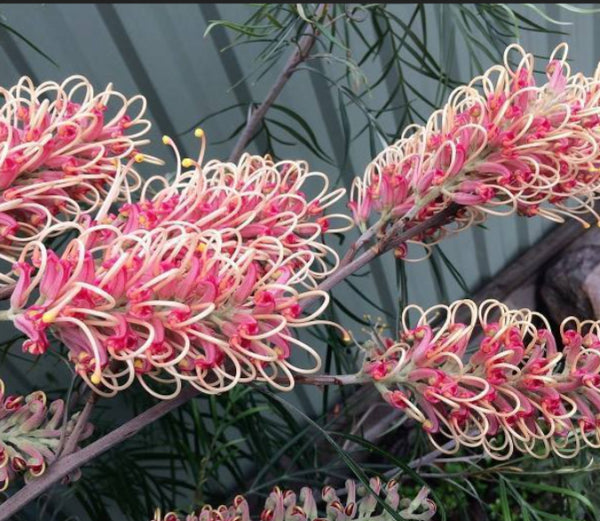 Grevillea Majestic