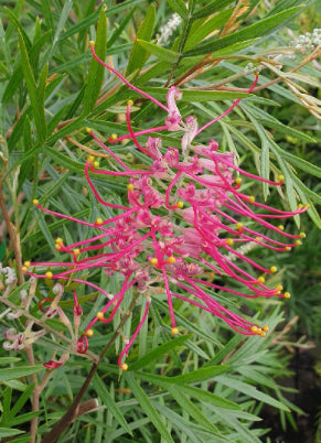 Grevillea hybrid (banksii 'prostrate' x 'Bronze Rambler') Metal Red