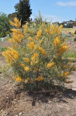 Grevillea Midas Touch Grafted