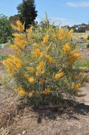 Grevillea Midas Touch Grafted