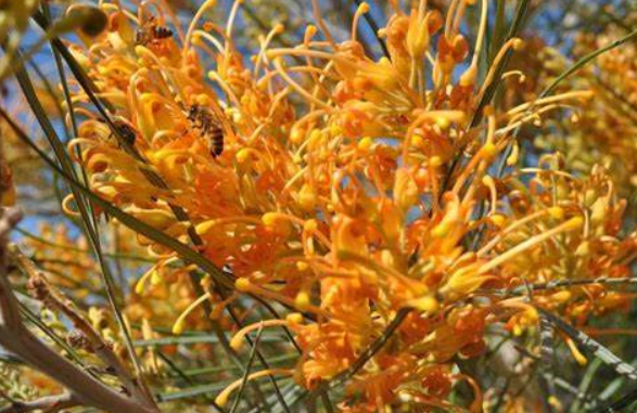 Grevillea Midas Touch Grafted