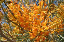 Load image into Gallery viewer, Grevillea Midas Touch Grafted
