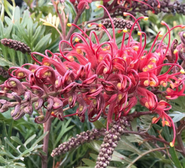 Grevillea Molly  PBR