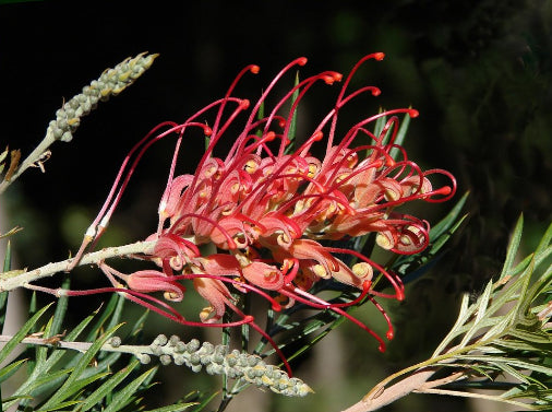 Grevillea  Ned Kelly