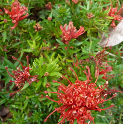 Grevillea New Blood