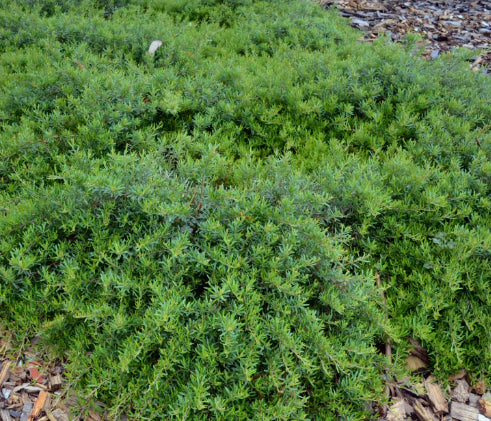 Grevillea Gin Gin Gem