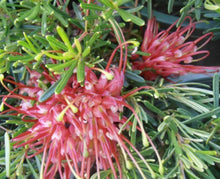 Load image into Gallery viewer, Grevillea Gin Gin Gem
