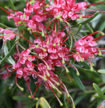 Load image into Gallery viewer, Grevillea Gin Gin Gem
