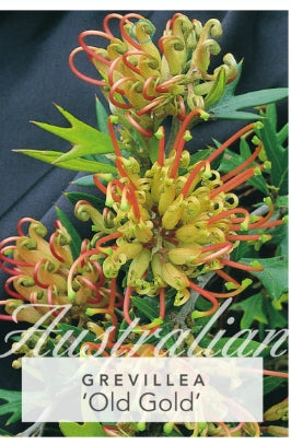 Grevillea Old Gold tm