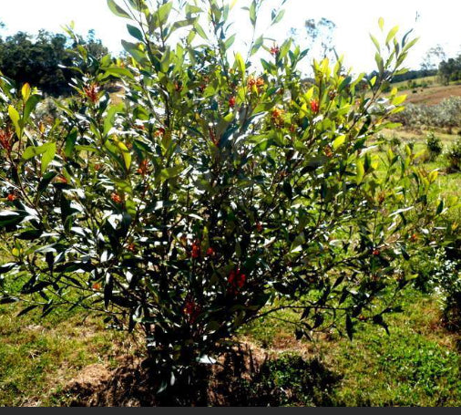 Grevillea Orange Marmalade