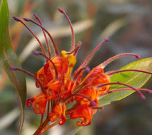 Load image into Gallery viewer, Grevillea Orange Marmalade
