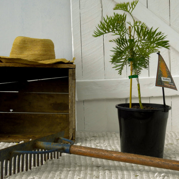 Grevillea Orange Wow