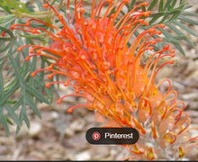 Load image into Gallery viewer, Grevillea Orange Wow
