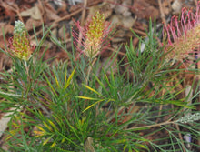 Load image into Gallery viewer, Grevillea Outback Sunrise
