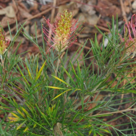 Grevillea Outback Sunrise