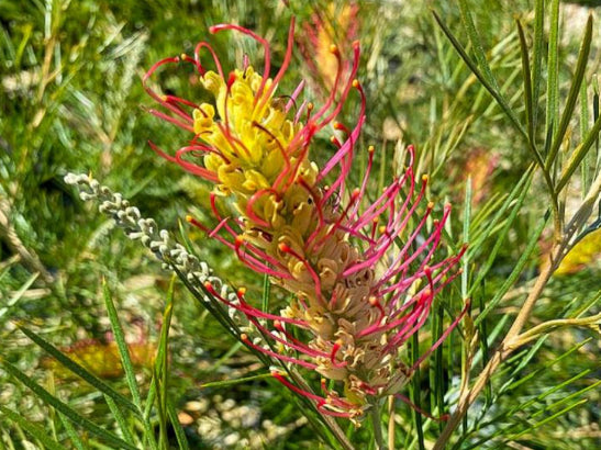 Grevillea Outback Sunrise