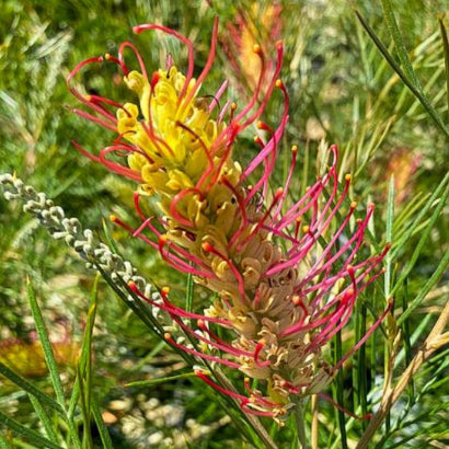 Grevillea Outback Sunrise