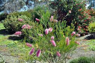 Grevillea Panrock Princess
