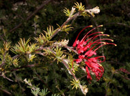 Grevillea Parilla Pirate