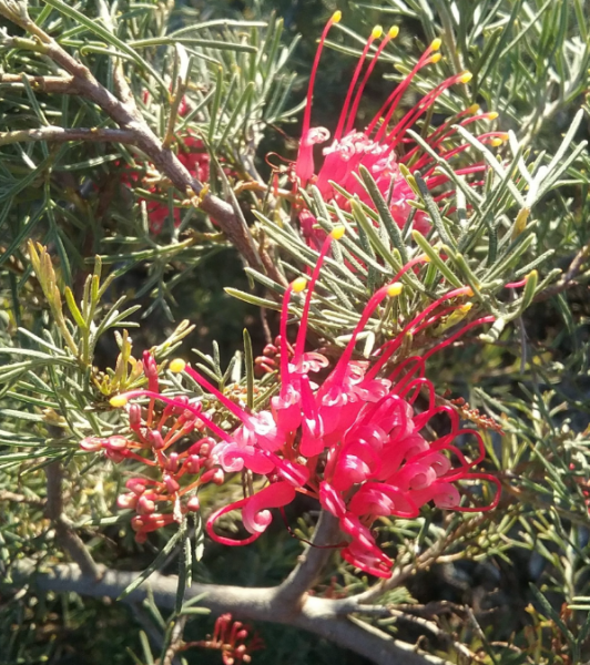 Grevillea Parilla Pirate