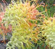 Grevillea Peaches & Cream