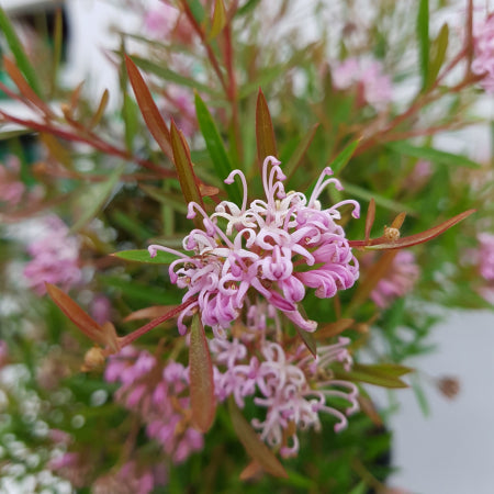 Grevillea Pink Midget