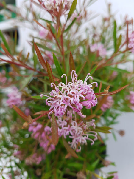 Grevillea Pink Midget