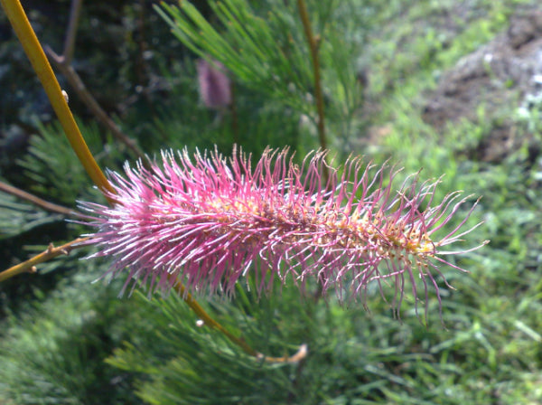 Grevillea petrophiloides  {Pink Pokers}