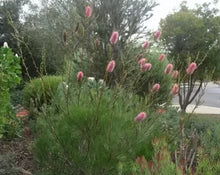 Load image into Gallery viewer, Grevillea petrophiloides  {Pink Pokers}
