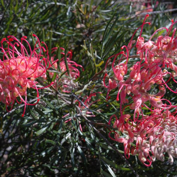 Grevillea (GR147) PBR PINK PROFUSION