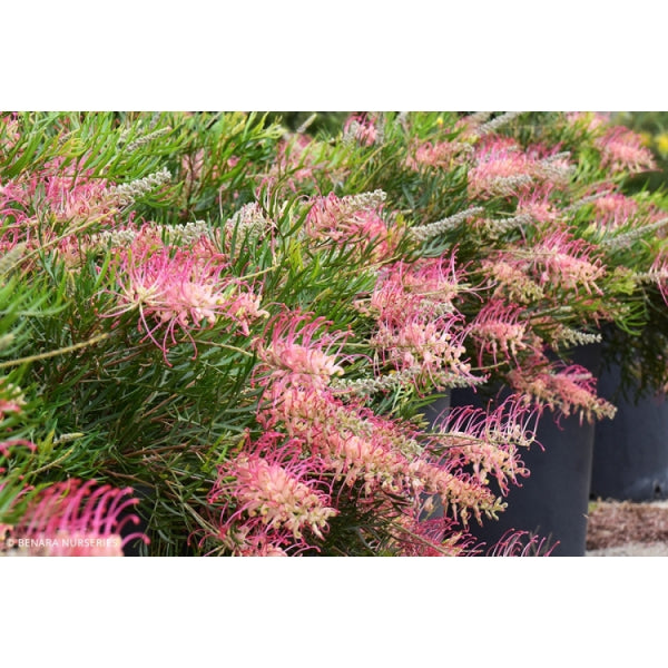 Grevillea Pink Profusion