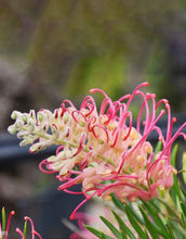 Load image into Gallery viewer, Grevillea (GR147) PBR PINK PROFUSION
