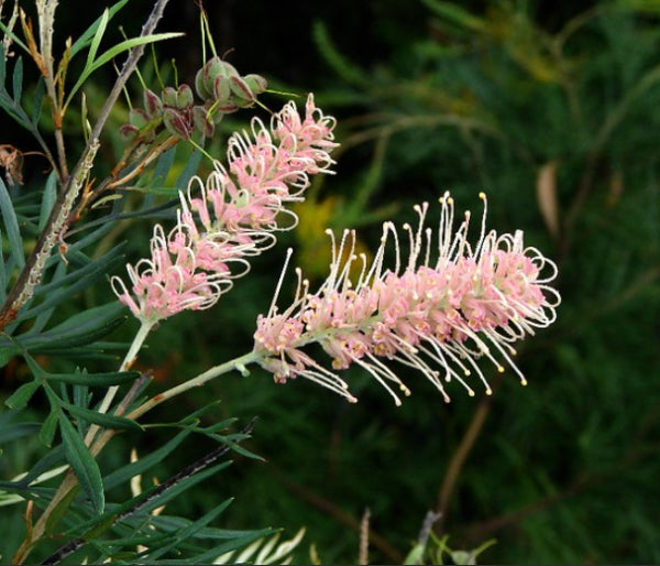 Grevillea Pink Surprise