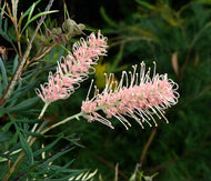 Grevillea Pink Surprise