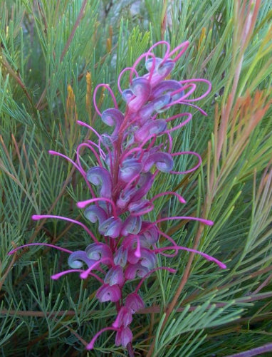 Grevillea Purple Haze Grafted