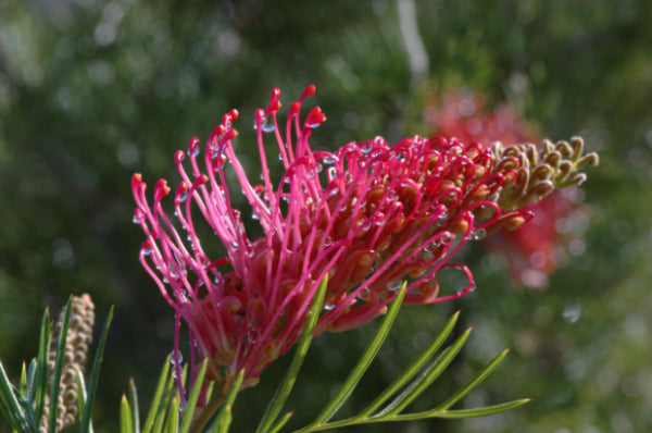 Grevillea Raspberry Dream