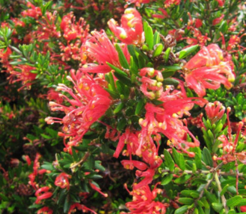 Grevillea Raspberry Ripple