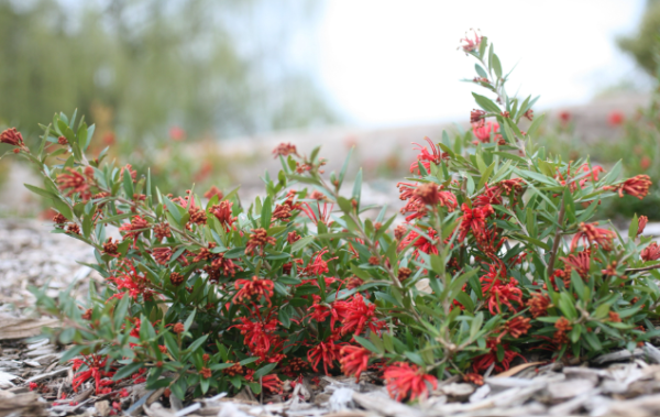 Grevillea juniperina hybrid Red Robin