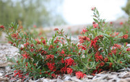 Grevillea Red Robin