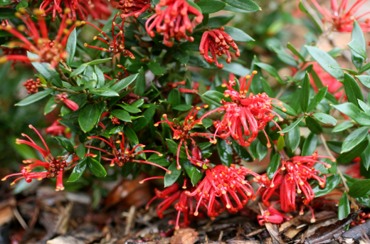 Grevillea juniperina hybrid Red Robin