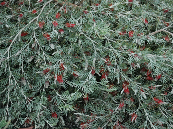 Grevillea Red Coral