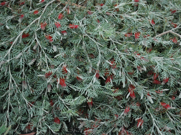 Grevillea (GR58) PBR RED CORAL