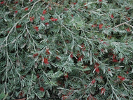 Grevillea (GR58) PBR RED CORAL
