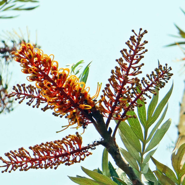 Grevillea robusta Silky Oak