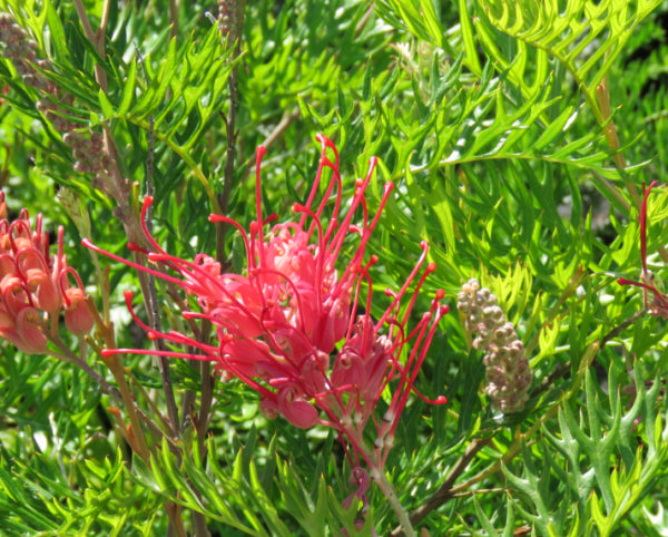 Grevillea Robyn Gordon