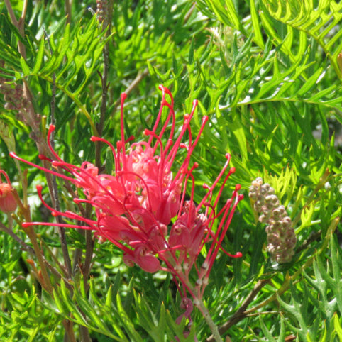 Grevillea spp. Robyn Gordon
