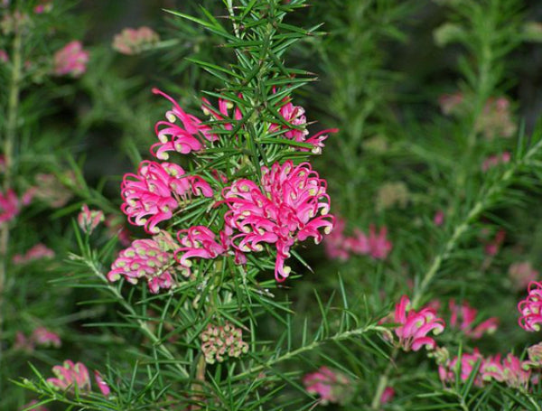 Grevillea rosmarinifolia Pink Pixie – Mountain View Nursery