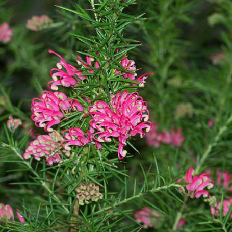 Grevillea rosmarinifolia Pink Pixie